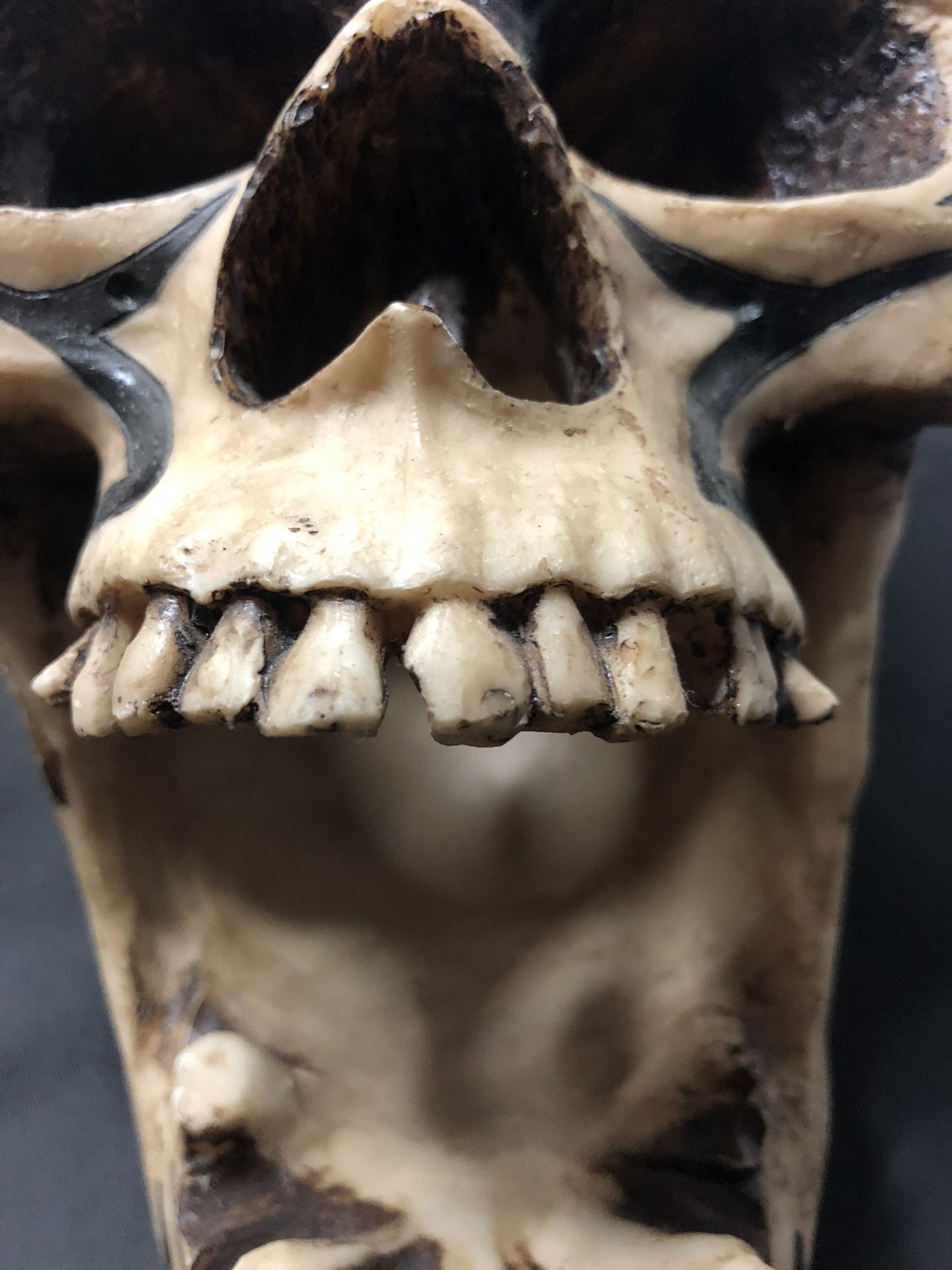 Apple - SKULL様 Bone Clones Apple Head Chihuahua Skull Cast (Replica) BC-348