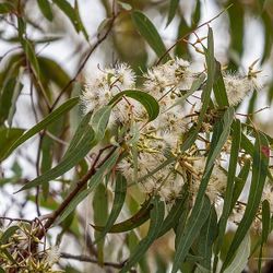 LIVE PLANT 3ft Eucalyptus tereticornis - Forest red gum - Blue gum - Red irongum