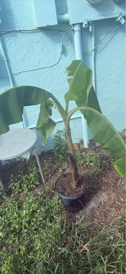 Banana tree