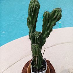 16x8" Monstrose Peruvian Apple Cactus Rooted In Pot $50 -Ship $15
