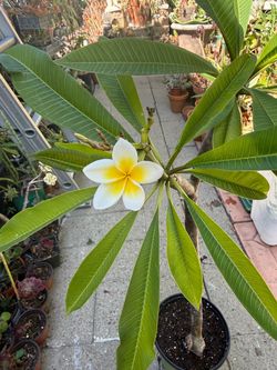Plumeria Plant in Pot with Bloom
