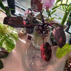 Philodendron Pink Princes Marble Galaxy (Plant Trades!)