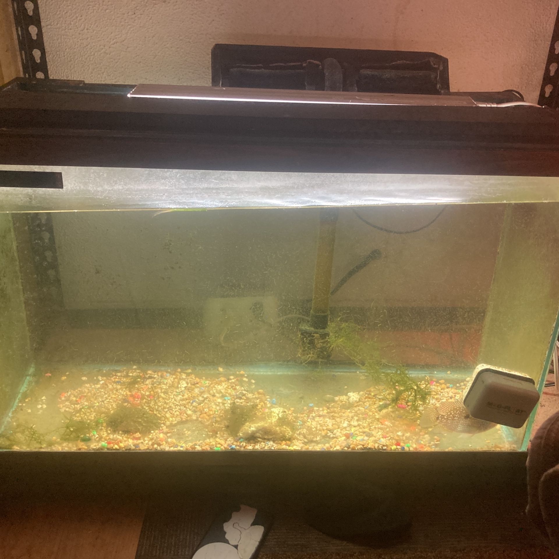 Tank