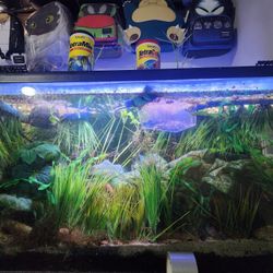 Aquarium