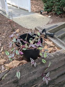 Tradescantia zebrina house plant