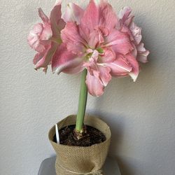 Rozetta Amaryllis Lily, Giant Pink Blooms, Rare Double Hippeastrum Flower Plant
