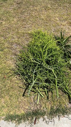 Free Coral plant clippings