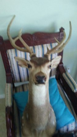 Axis deer mount