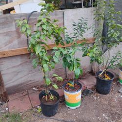 Cítricos        Venta