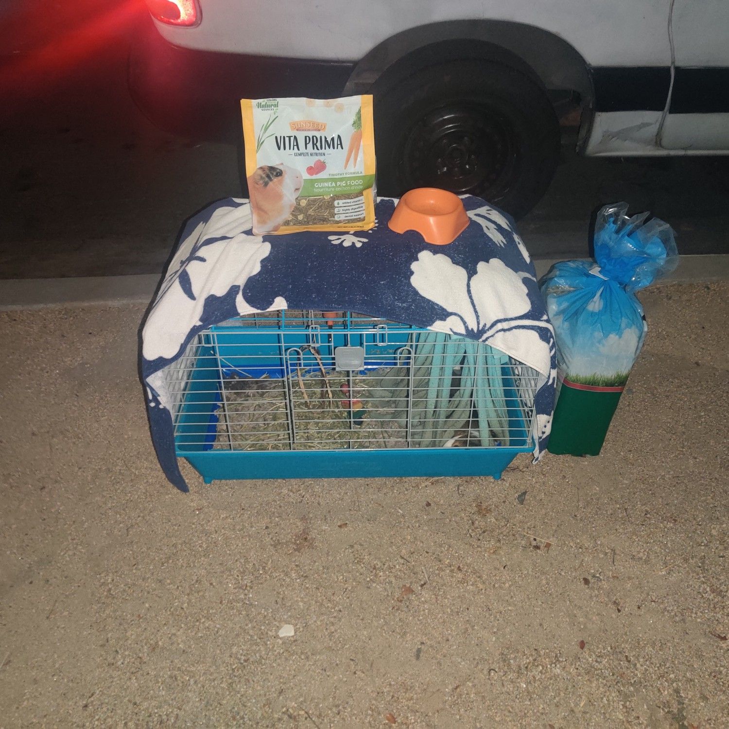 Guinea pig family