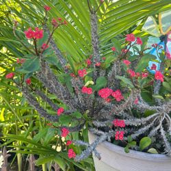 Crown Of Christ Plant 