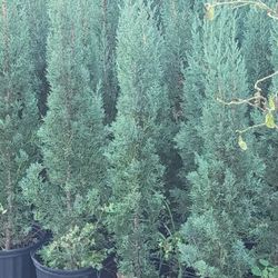 Italiano Cypress Pines 3gallon 3ft Tall 