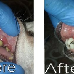 Dental