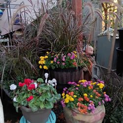 Patio Plants Available Thanksgiving 8am-noon 