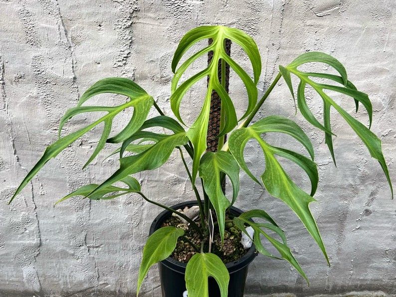 Rare Aroid Monstera Burle Marx Flame Starter Plant/ Indoor Plant/ House Plant Flower Patio Garden 