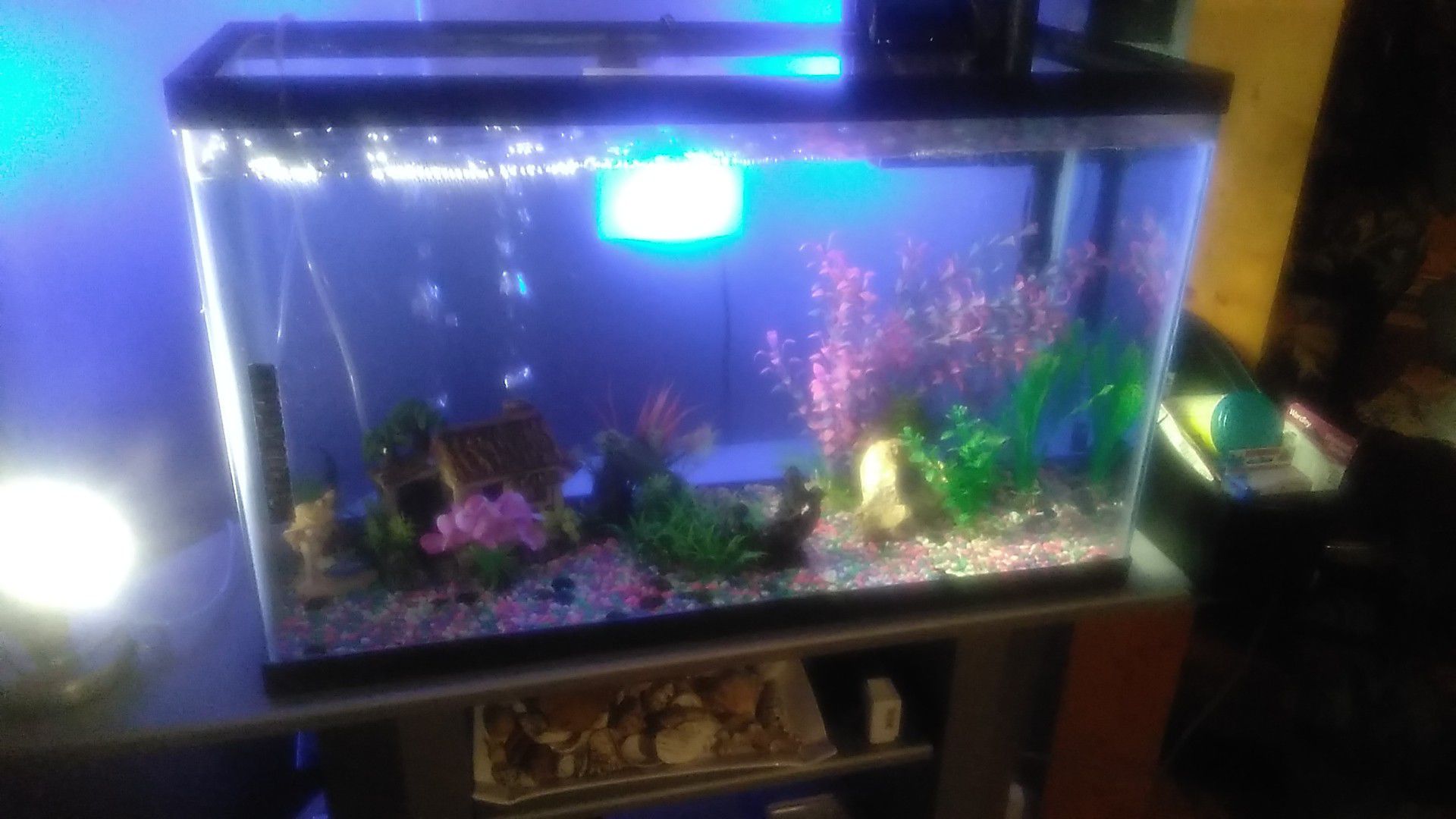 Fish, Fish tank, Filter and with Food and Cleaners