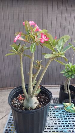 Flor de desierto each