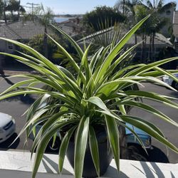 Spider Plants