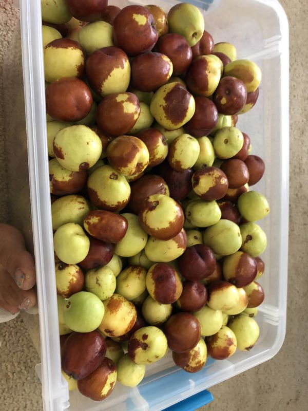 Fresh Organic Dates/ Chinese Apples (Jujubes) / Táo Tàu ( Seasonal) for
