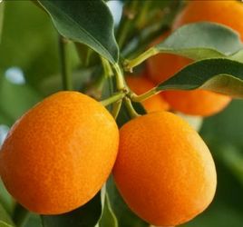 Meiwa Kumquat fruit tree for sale!!!
