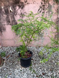 Caviar lime finger lime tree australian lime