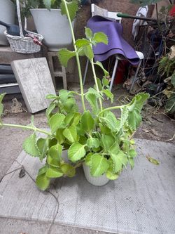 Oregano