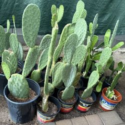 Plantas De Nopales Para Comer $20 y $15 Cada Uno