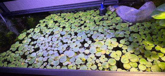 Frog bit floaters