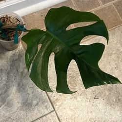 Variegated Monstera Albo One Leaf Cutting Fully Rooted