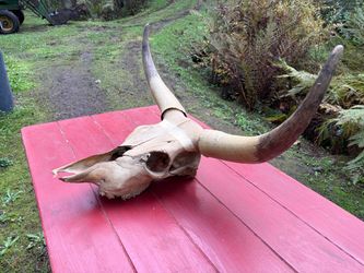 Longhorn Steer Horns