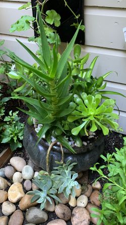 Assorted Succulent Flowers w/Flower Pot