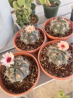 Cactus