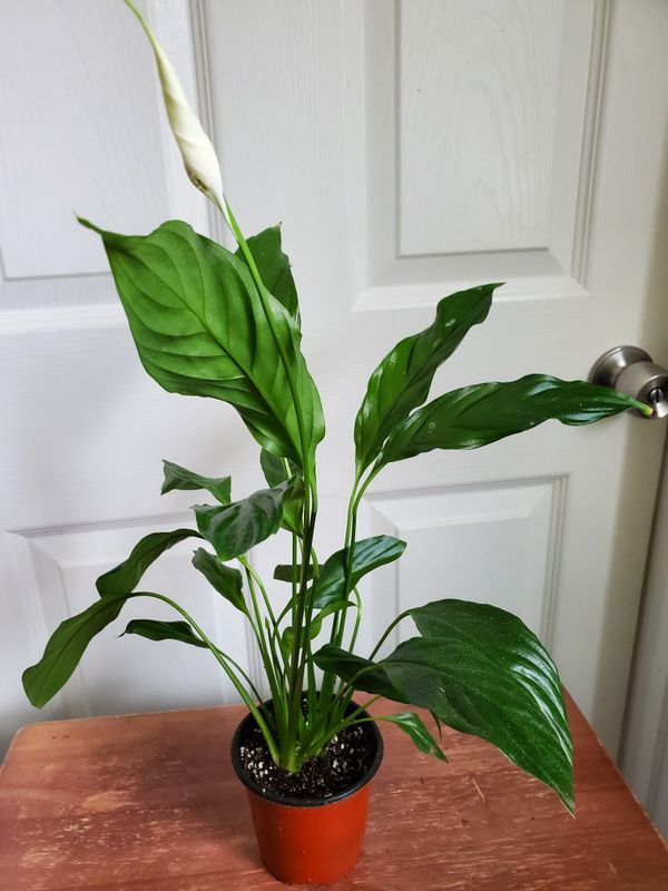 Spathiphyllum Peace lily plant for Sale in San Diego, CA
