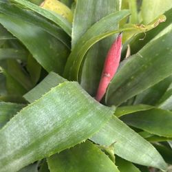 Bromeliads Plants Pot