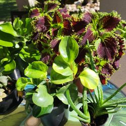 Beautiful Plants For Sale $10-$30 per plant