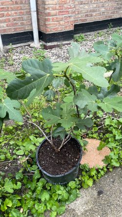 Chicago fig tree