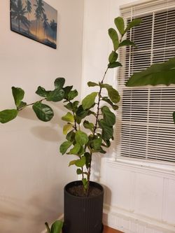 LIVE Fiddle Leaf Fig