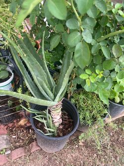 Aloe Vera Plants Agave Moss Rose Hollyhocks