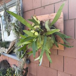 Clump Of Staghorn Ferns On 12”x12” Square Redwood 