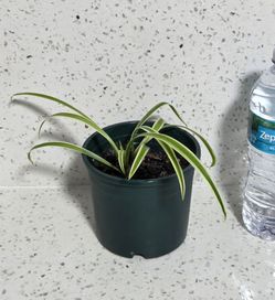 Spider Plant (Chlorophytum comosum). Easy Care. Or Trade In With Another Plant
