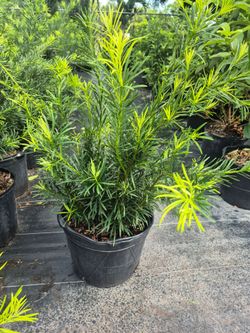 PODOCARPUS 7GALLONS