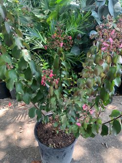 Scarlet red Crape Myrtle tree
