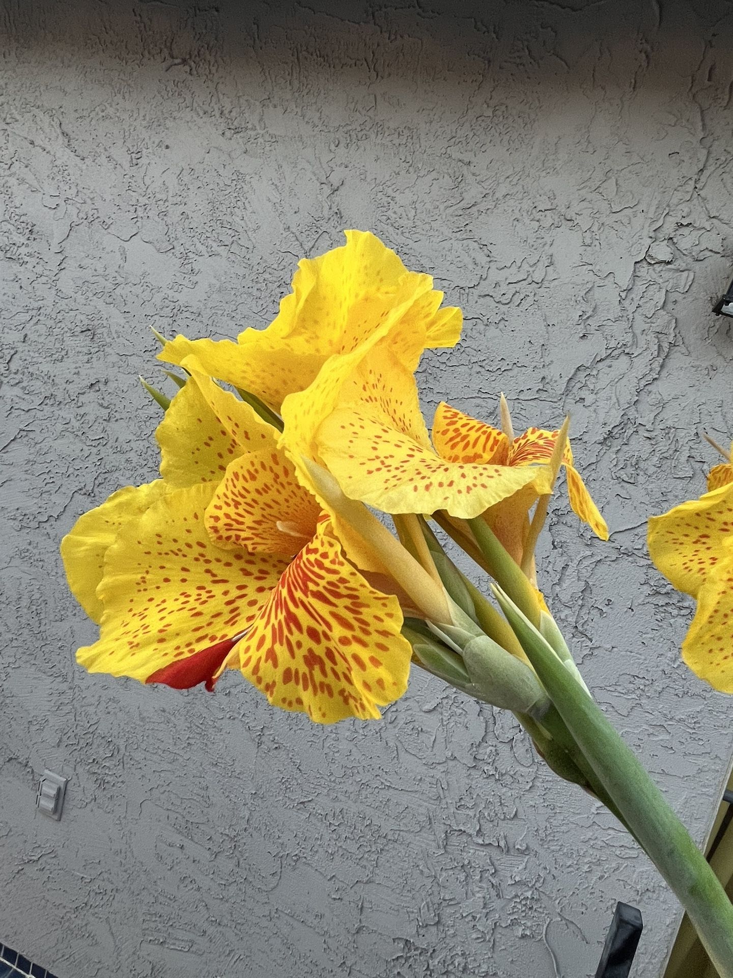 Lily Canna Cleopatra 6ft Tall Large Plant