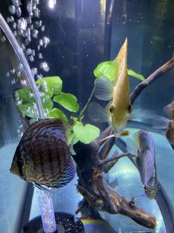 40 Gallon Bow Front With Stand And 5 Medium Size Discus Trade For Bigger Tank