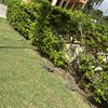 Iguana 