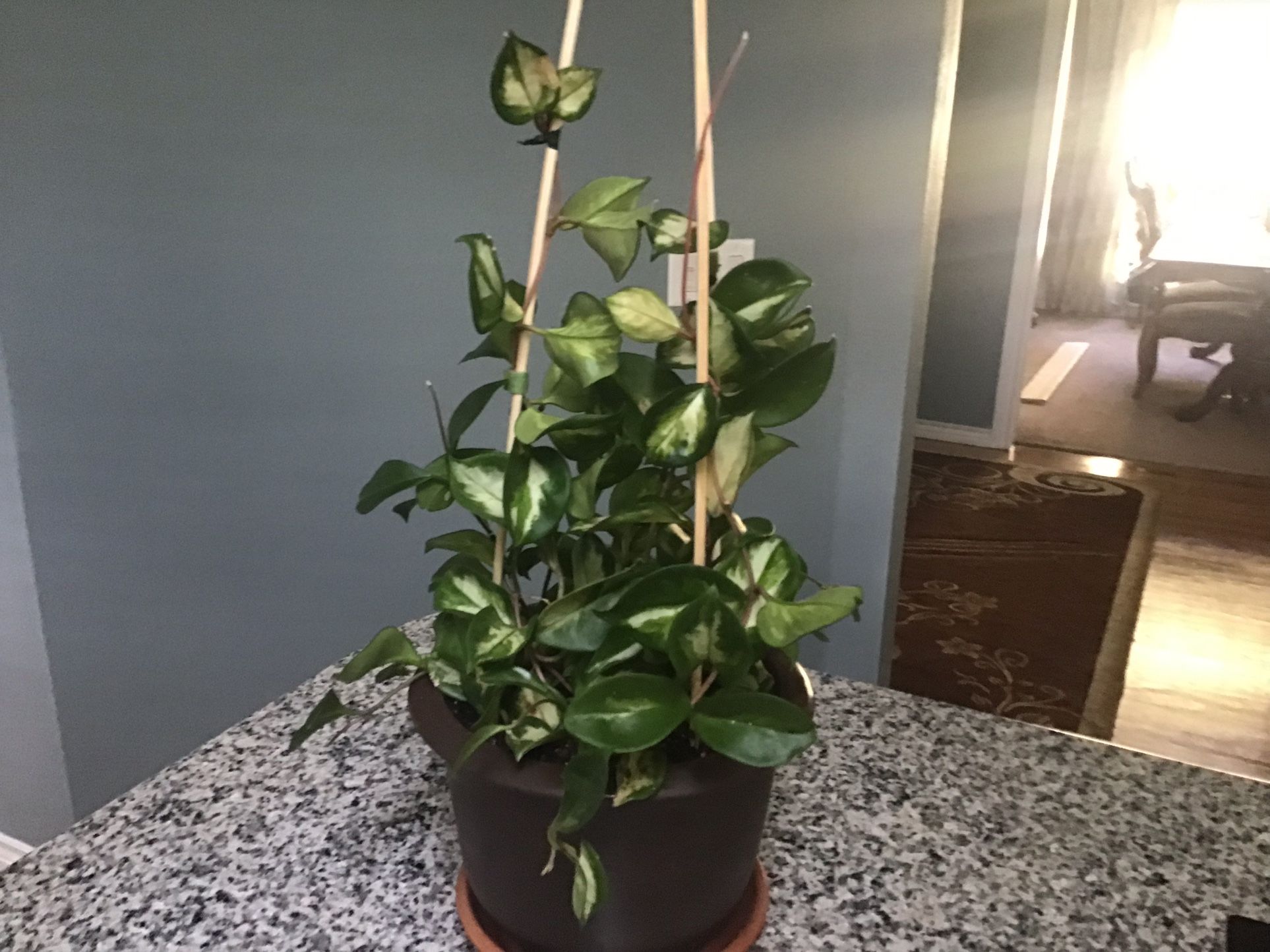 Plant