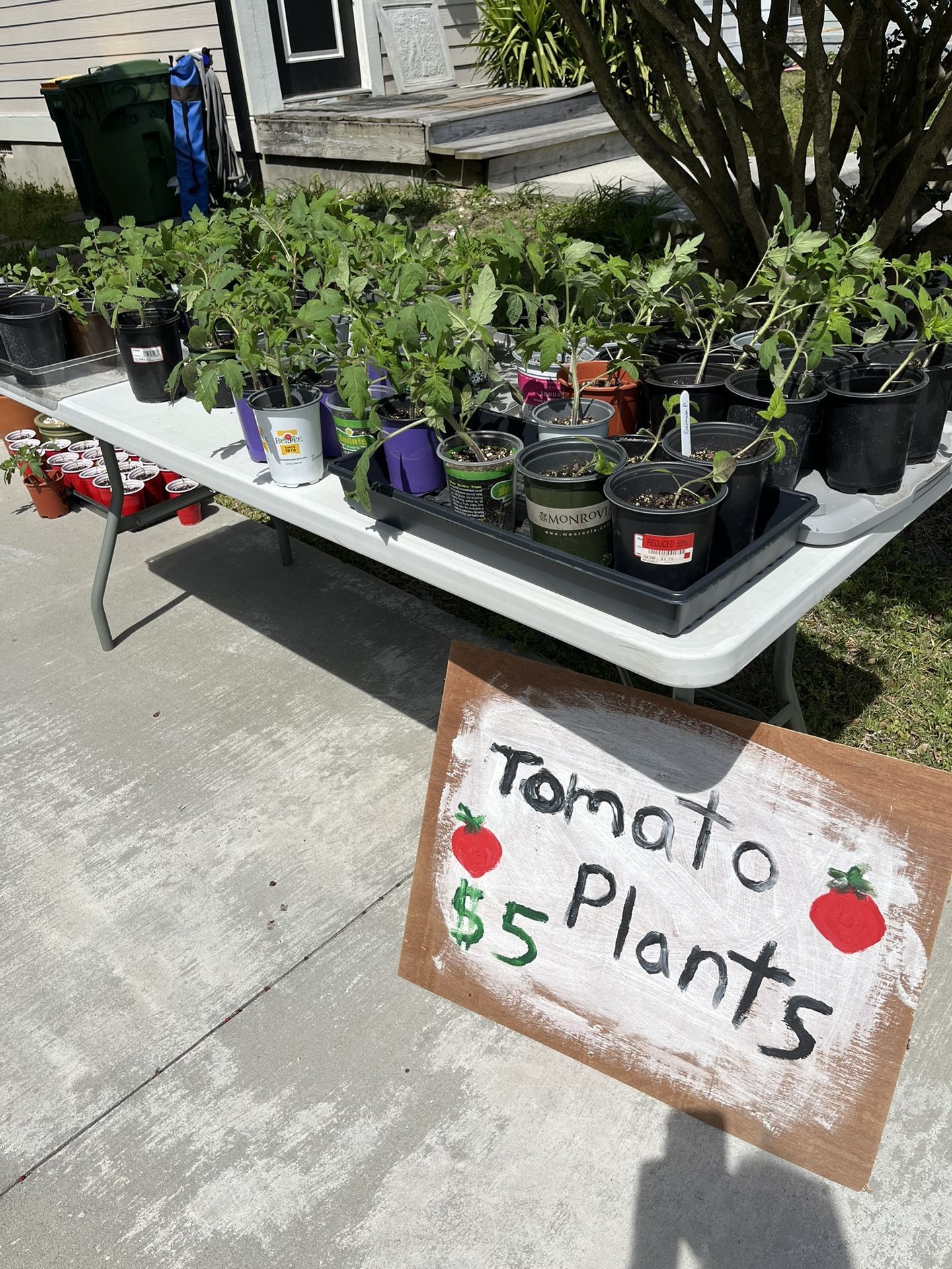 Tomato Plants
