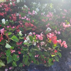 Begonias 