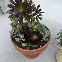 Beautiful Succulent Planter