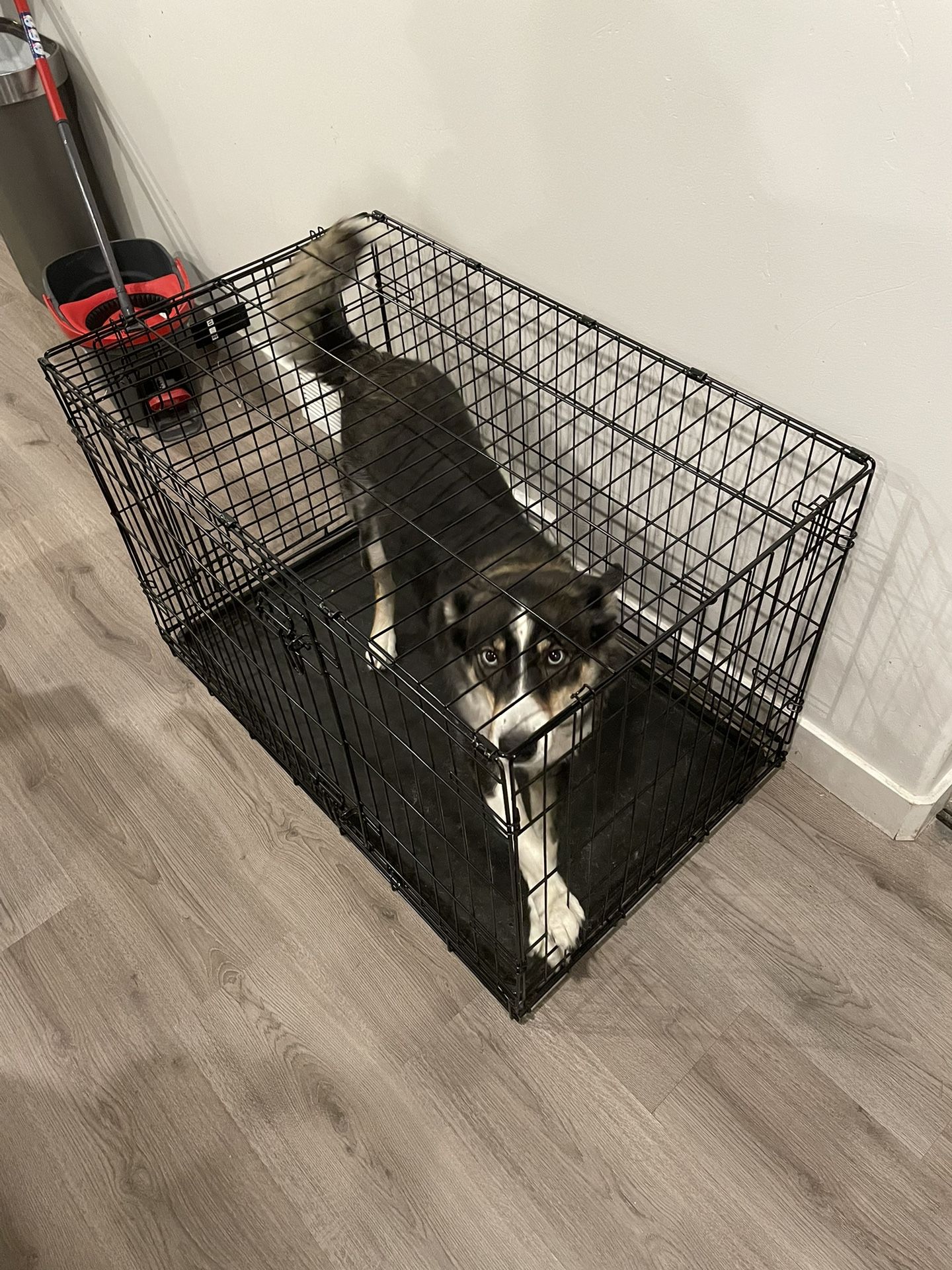 Dog Cage